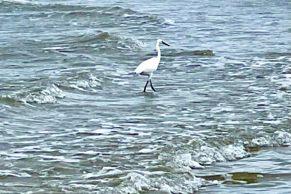 Egret on Pointe West Beach