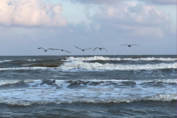 Pelicans Over The Gulf at Pointe West Beach
