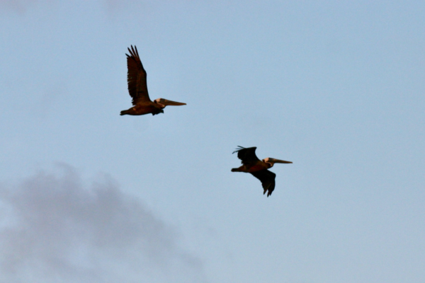 Pelican Photo Taken From the Condo Balcony