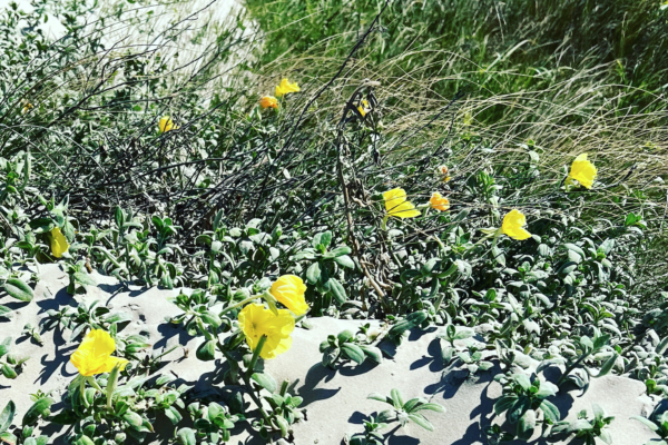 Flowers in the Dunes at Pointe West