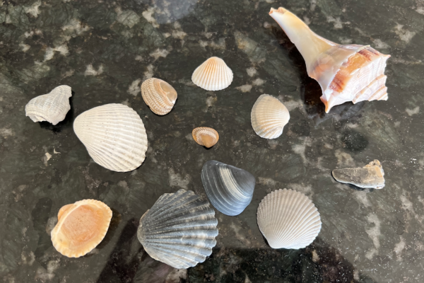 Shells Found on Pointe West Beach