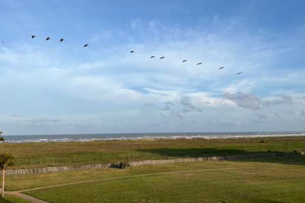 Photo of Pelicans Taken From the Condo Balcony