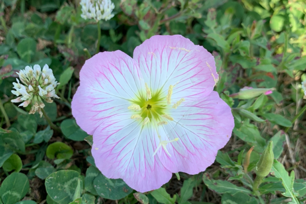 Flower at Pointe West