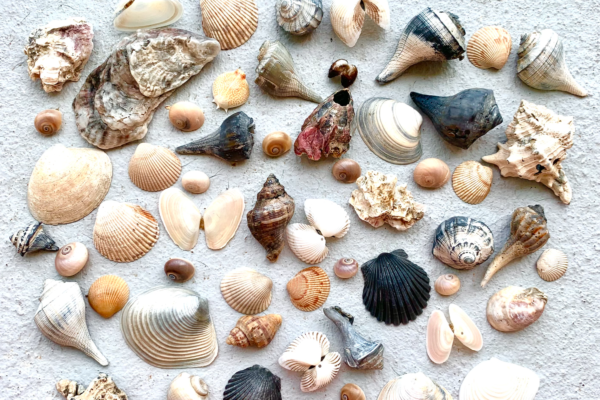 Shells Found on Pointe West Beach