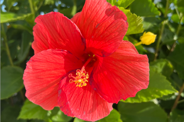 One of the Beautiful Flowers at Pointe West