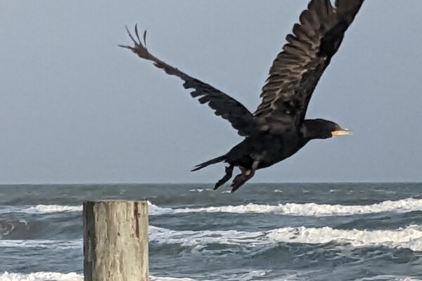 Cormorant Taking Flight Over The Gulf